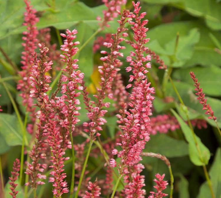 Persicaria amplexicaulis 'Orangofield'