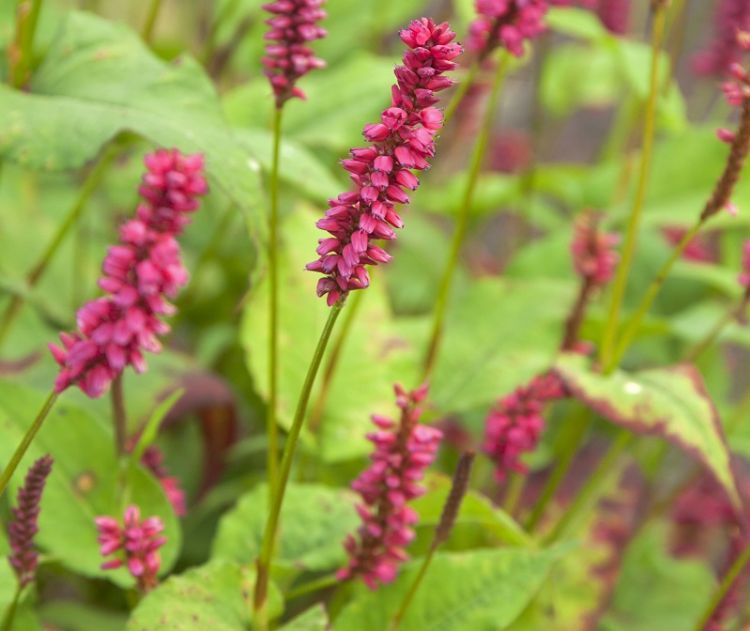 Persicaria amplexicaulis 'Taurus'