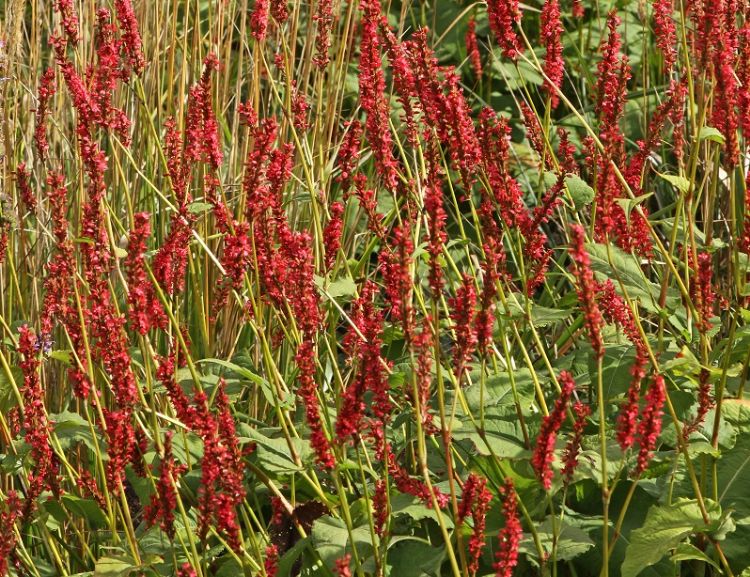 Persicaria amplexicaulis 'Firedance'