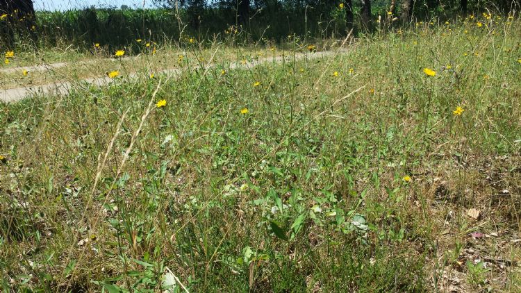 Een schrale berm met struikhei en zoomplanten (havikskruiden). Deze bermen vragen om een zeer extensief cyclisch beheer. Een schrale berm met struikhei en zoomplanten (havikskruiden). Deze bermen vragen om een zeer extensief cyclisch beheer.