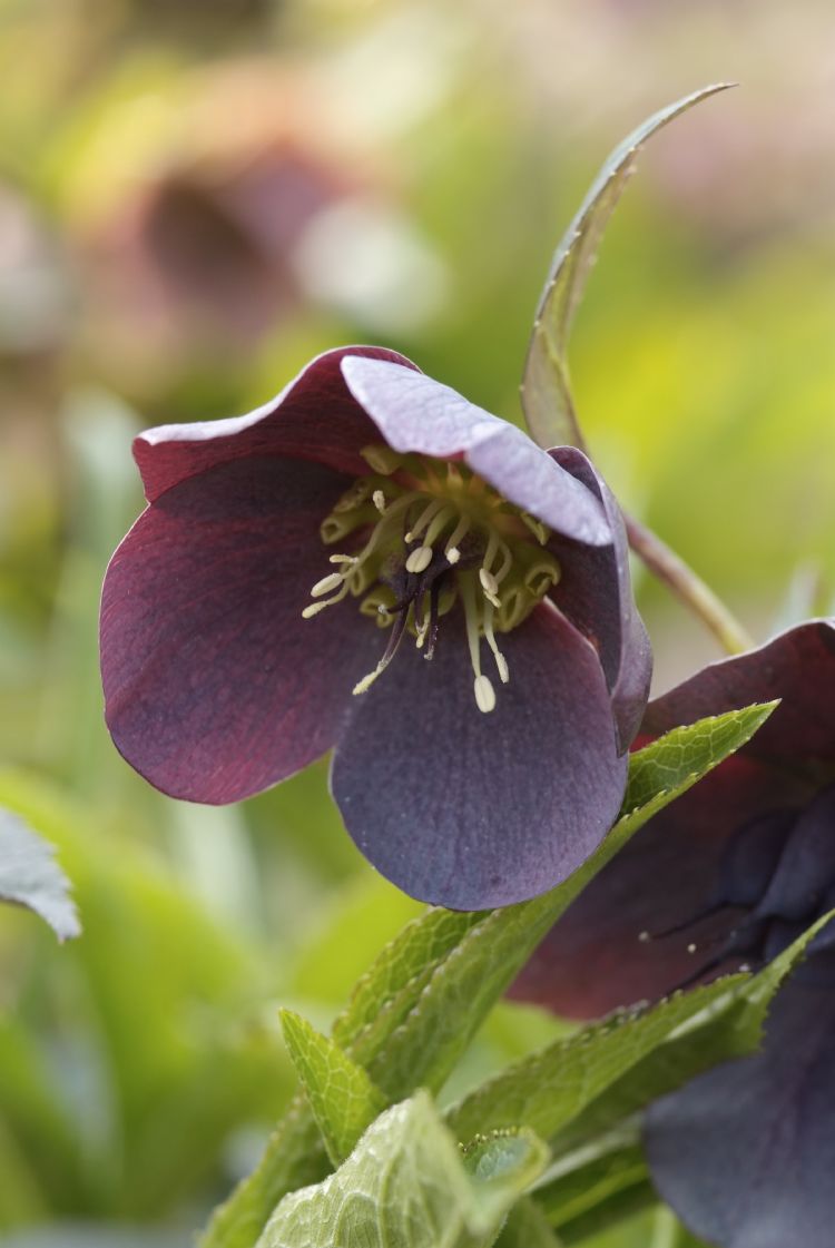 <i>Helleborus orientalis hybridus</i> <i>Helleborus orientalis hybridus</i>