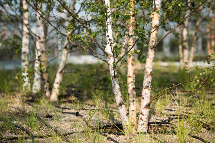 Middelie: ‘Betula pubescens stelt weinig eisen aan de standplaats. Feitelijk zijn we aan het pionieren met dit grote aantal bomen op deze hoogte, zo vol in de wind. Maar aangezien Betula pubescens het vrijwel altijd en overal goed doet, verwachten. Middelie: ‘Betula pubescens stelt weinig eisen aan de standplaats. Feitelijk zijn we aan het pionieren met dit grote aantal bomen op deze hoogte, zo vol in de wind. Maar aangezien Betula pubescens het vrijwel altijd en overal goed doet, verwachten.
