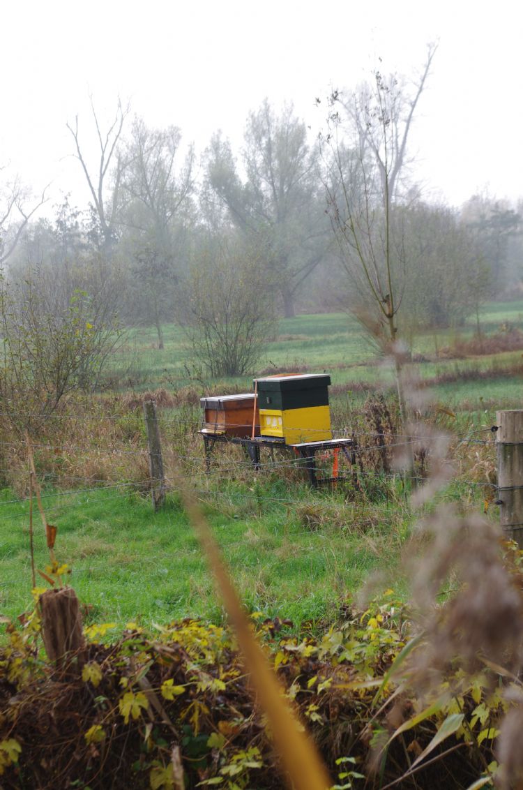 Bijenvolken dragen bij aan biodiversiteit in natuurgebied De Dommelbimd. Bijenvolken dragen bij aan biodiversiteit in natuurgebied De Dommelbimd.