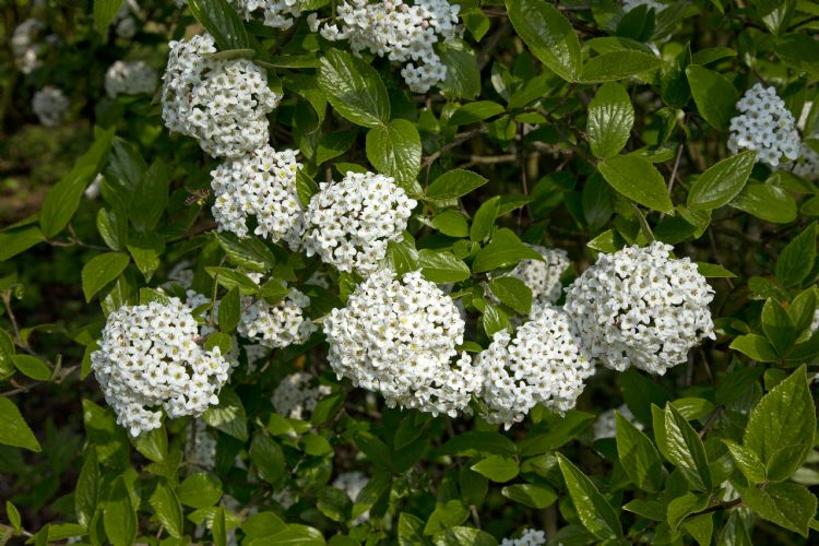 <i>Viburnum burkwoodii</i> 'Chenault' <i>Viburnum burkwoodii</i> 'Chenault'