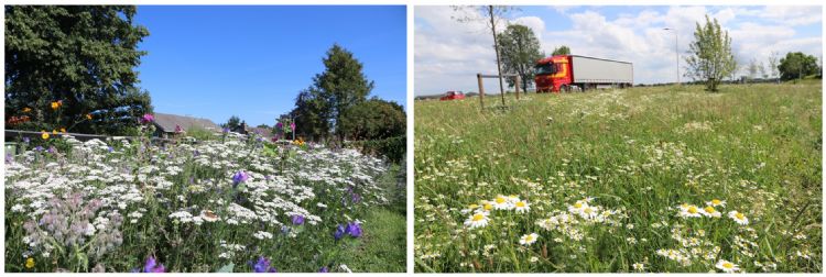 Butterfly (links) en Staygreen 3 - bij/vlinder; te bestellen via limagrainshop.nl/b2b Butterfly (links) en Staygreen 3 - bij/vlinder; te bestellen via limagrainshop.nl/b2b