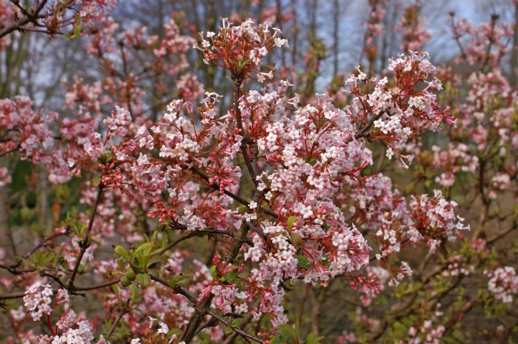 Viburnum farreri 'Farrer's Pink'
