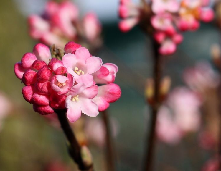 Viburnum bodnantese 'Charles Lamont'