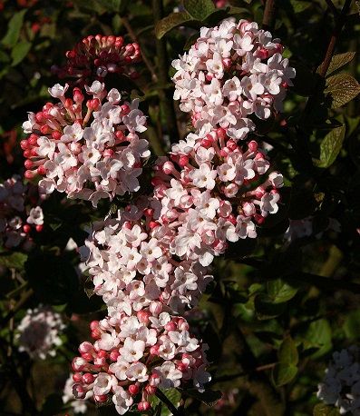 Viburnum carlesii 'Aurora'