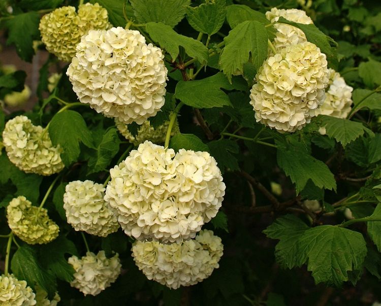 Viburnum opulus 'Roseum'