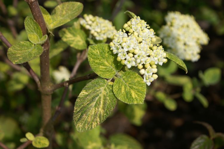 Viburnum lantana 'Variegatum'