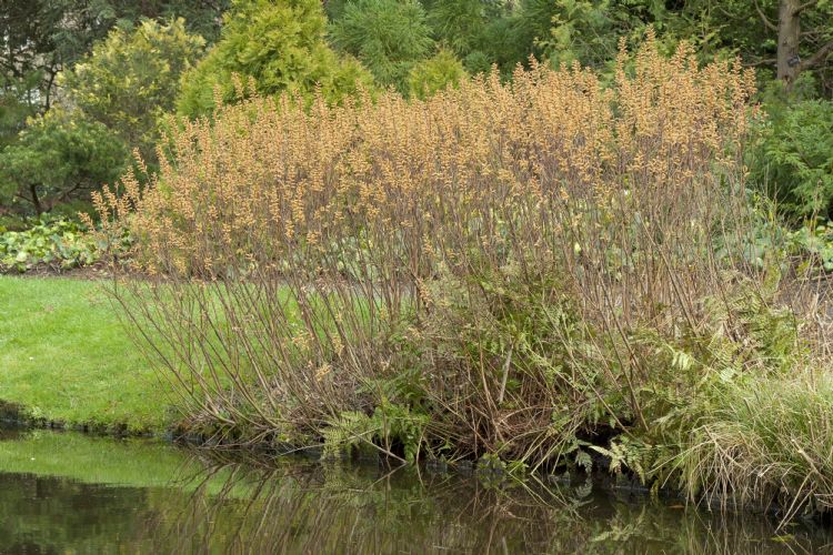 Myrica gale Myrica gale