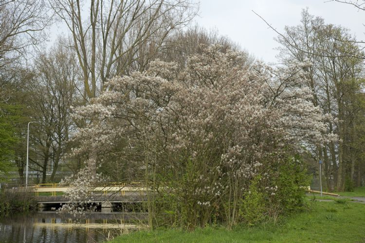 Amelanchier lamarckii Amelanchier lamarckii