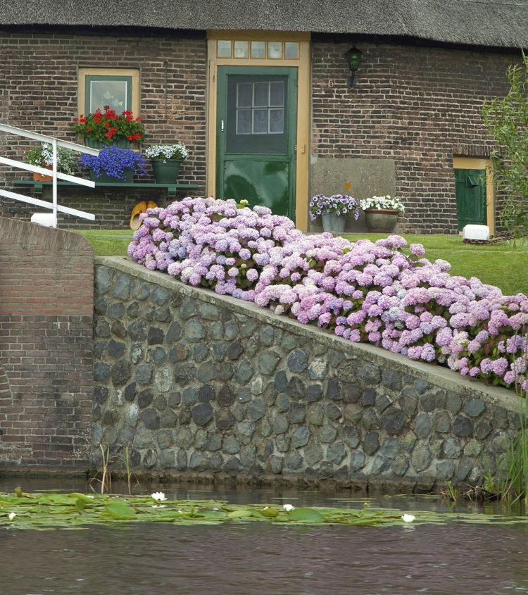 Hydrangea macrophylla Hydrangea macrophylla