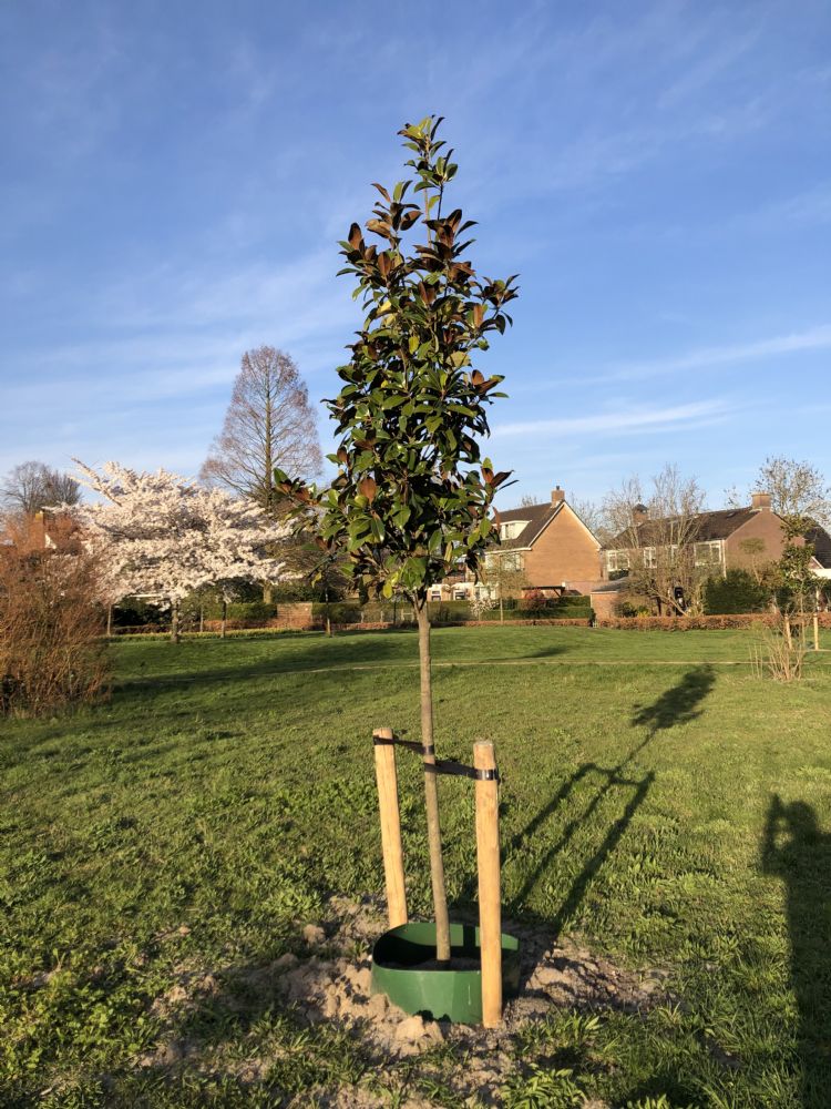 Pas aangeplante boom Pas aangeplante boom