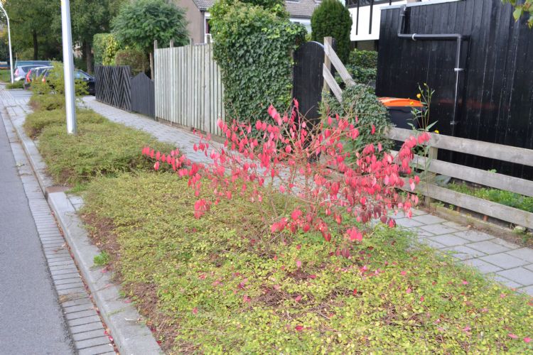 Burgerparticipatie: waar de jongere doelgroep een strak gemaaid veldje wil om te voetballen, zullen ouderen waarschijnlijk liever bloemrijke perken zien. Burgerparticipatie: waar de jongere doelgroep een strak gemaaid veldje wil om te voetballen, zullen ouderen waarschijnlijk liever bloemrijke perken zien.