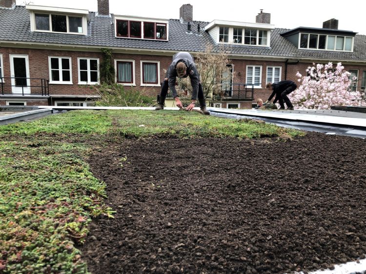 Aanleg groen dak. Foto: gemeente Arnhem Aanleg groen dak. Foto: gemeente Arnhem