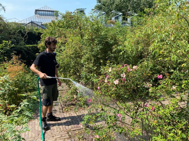 De oude manier van water geven in het Rosarium van de Hortus botanicus Leiden, augustus 2020 De oude manier van water geven in het Rosarium van de Hortus botanicus Leiden, augustus 2020