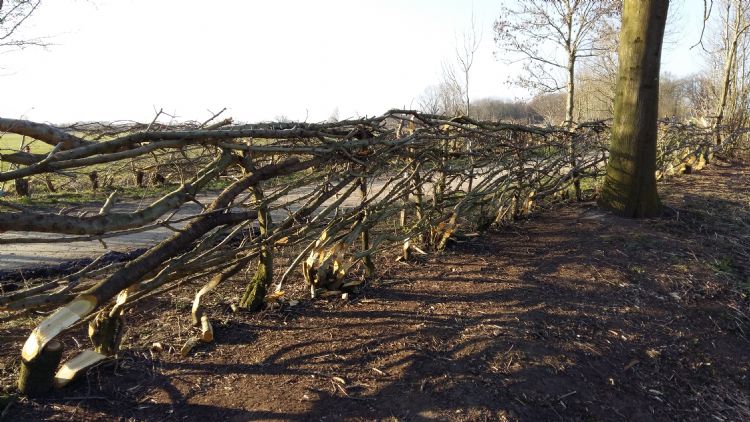 Deze heg van Alles over Groenbeheer ontving de tweede prijs tijdens het NK Maasheggenvlechten 2016