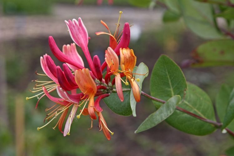 Lonicera heckrottii 'Goldflame'.