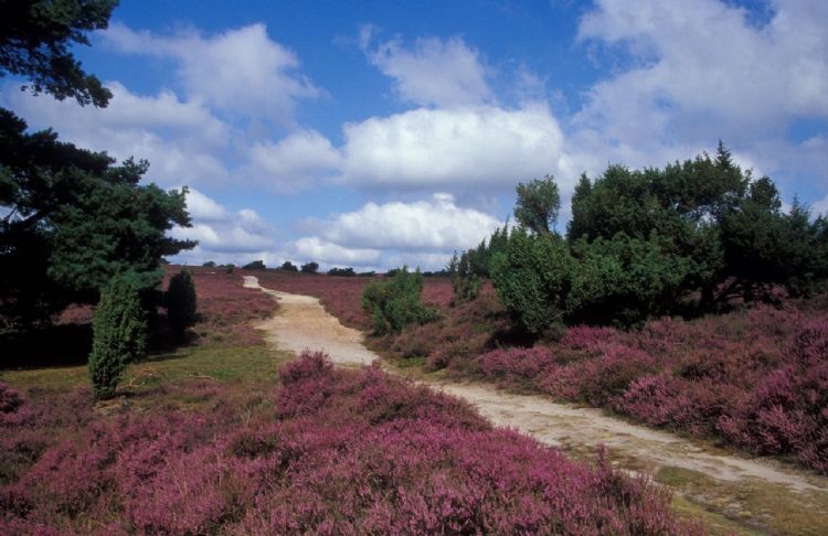 Zandpad met heide op de Archemerberg
