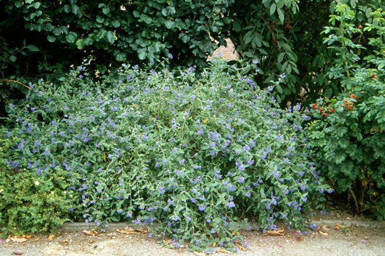 Caryopteris clandonensis 'Arthur Simmonds'