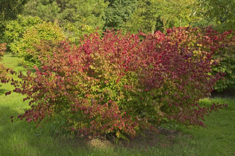 Euonymus alatus var apterus