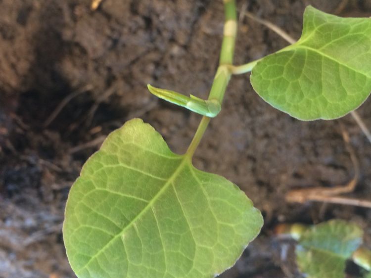 Japanse duizendknoop Japanse duizendknoop