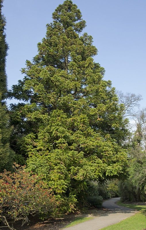 Cunninghamia lanceolata