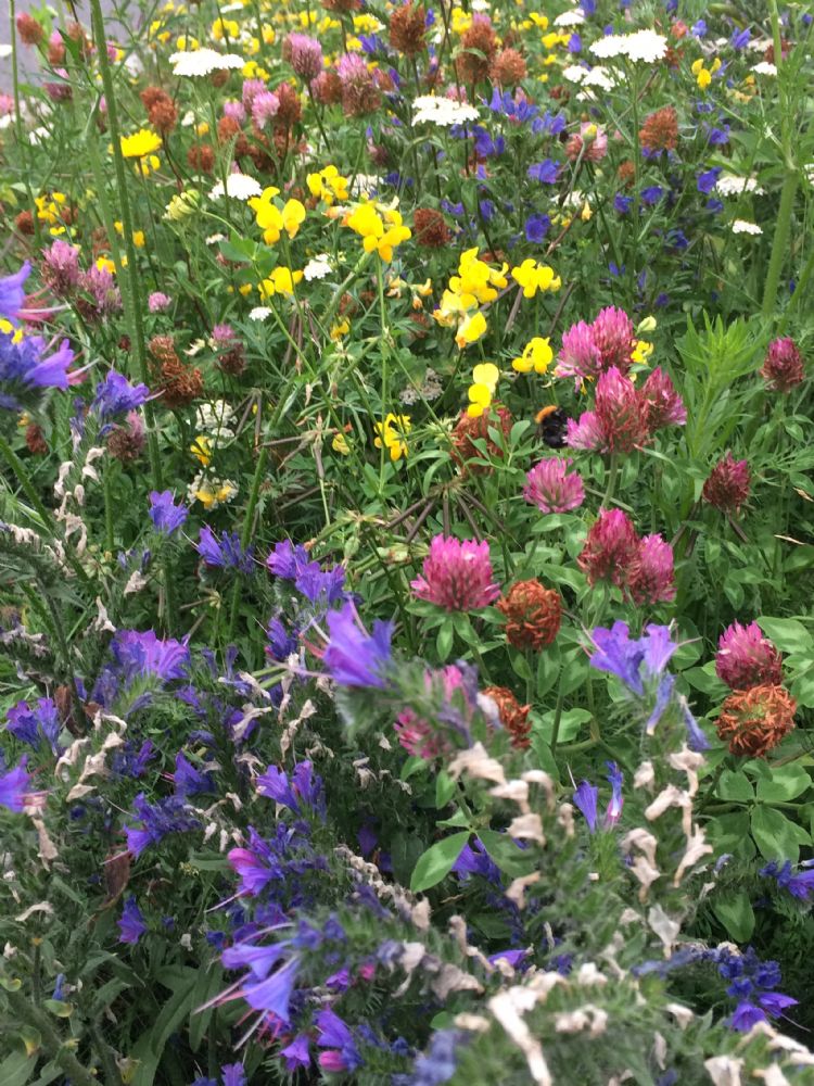 Een mooi inheems bloemen-kruiden-mengsel zaaien in bermen is ook een mooie toevoeging aan ecologisch bermbeheer.