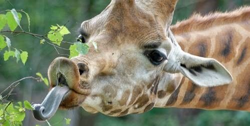 Namens giraffe Melman en de andere takkenliefhebbers uit Dierenpark Amersfoort, alvast bedankt. 