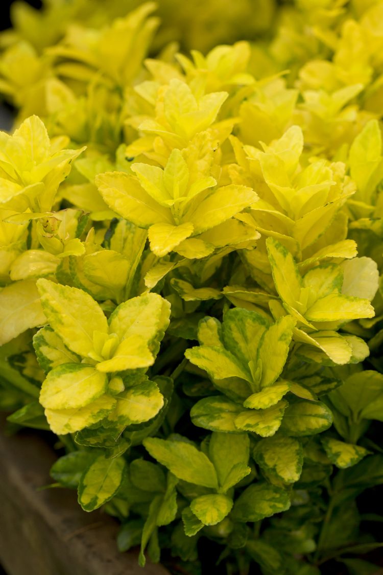 HOOFDFOTO Euonymus japonicus 'Charles'