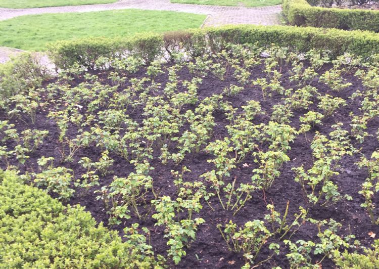 Het Rosarium in het Amsterdamse Vondelpark