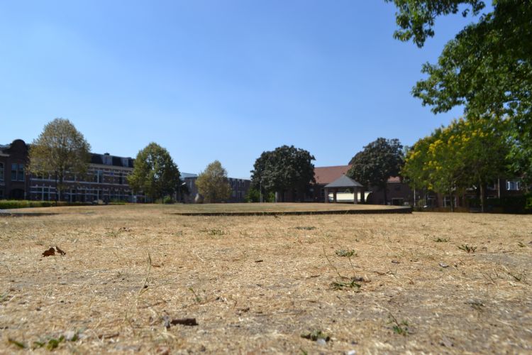De extreem droge zomer van 2018 zorgde voor dorre stadsparken. Op de foto het Thiemepark in Nijmegen.