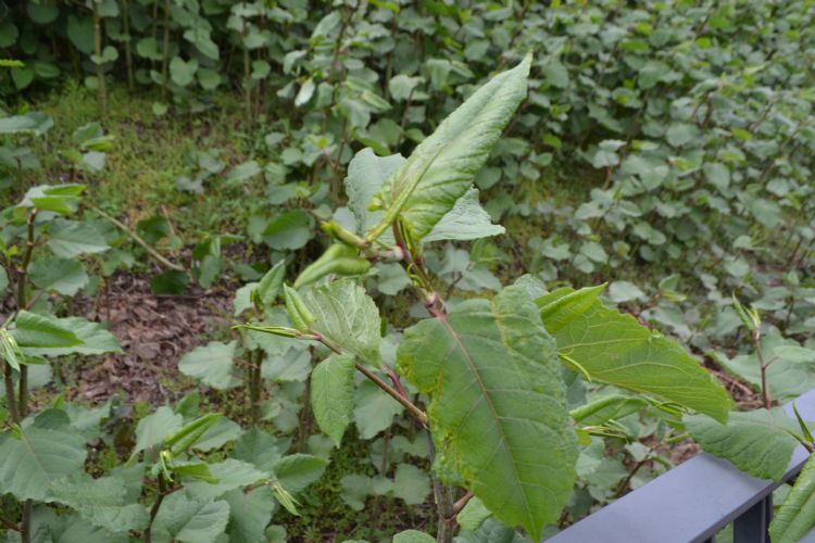 Japanse Duizendknoop in Nijmegen
