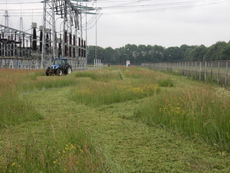 Sinus maaien bij hoogspanningsstation Dodewaard. Foto: Albert Vliegenthart