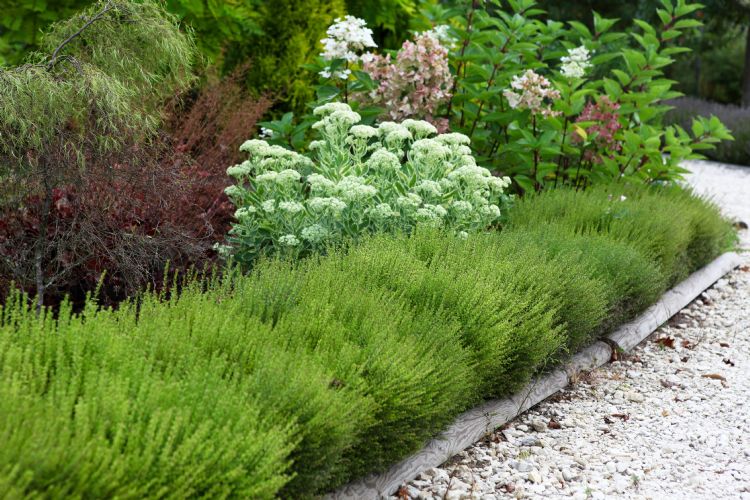 Lonicera nitida 'Chalons' (Scoop)