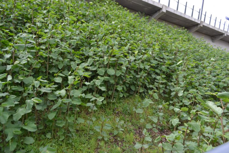 De Japanse Duizendknoop bij een spoorweg. 