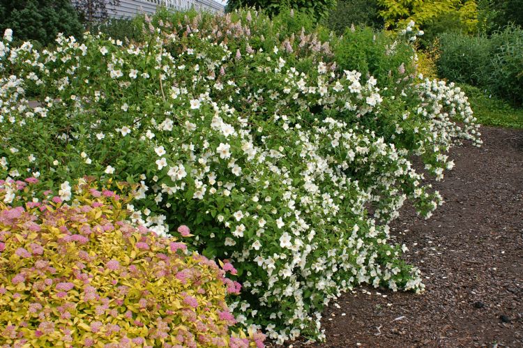 Philadelphus 'Belle Etoile'