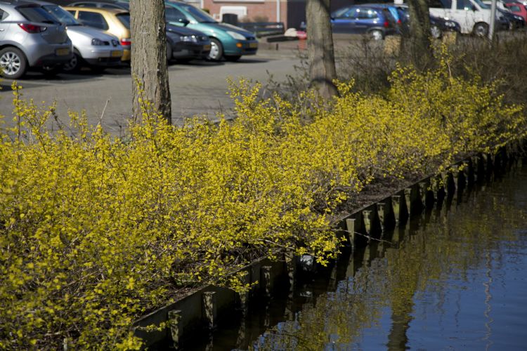 Physocarpus opulifolius 'Dart's Gold'