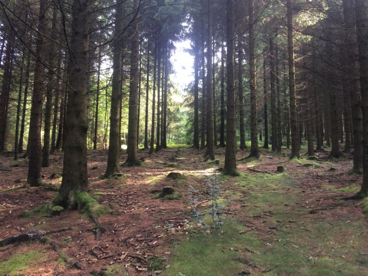 Met gemiddeld 20 bomen per persoon behoort Nederland tot de boomarmste landen van Europa.