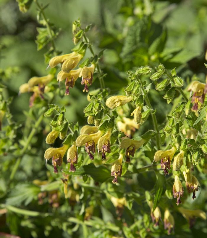 Salvia 'Amber' Salvia 'Amber'