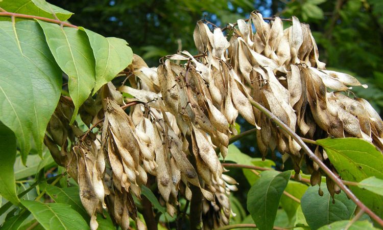 Vruchtvorming bij invasieve exoot Ailanthus altissima