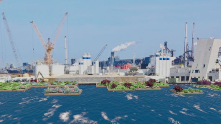 De drijvende tuinen in de gesloten Noordersluis. Bron: John Todirijo