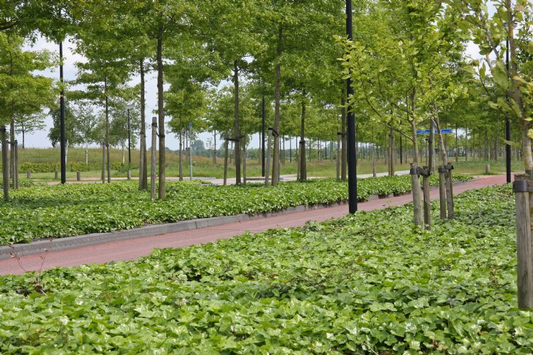 Wanneer is de beste tijd om Bladverliezende Bomen en Heesters te Wanneer is de beste tijd om Bladverliezende Bomen en Heesters te
