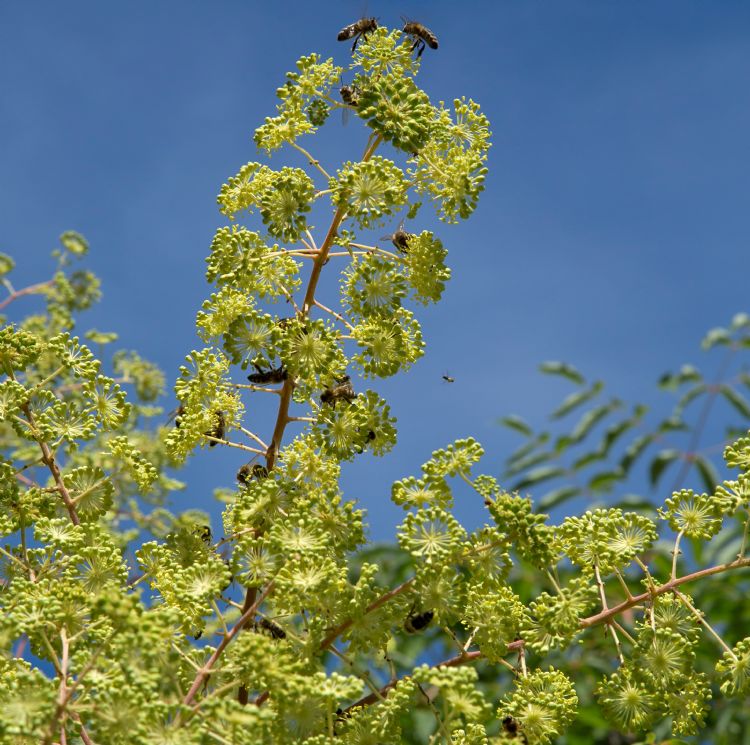 Bijen op <i>Aralia chinensis</i>