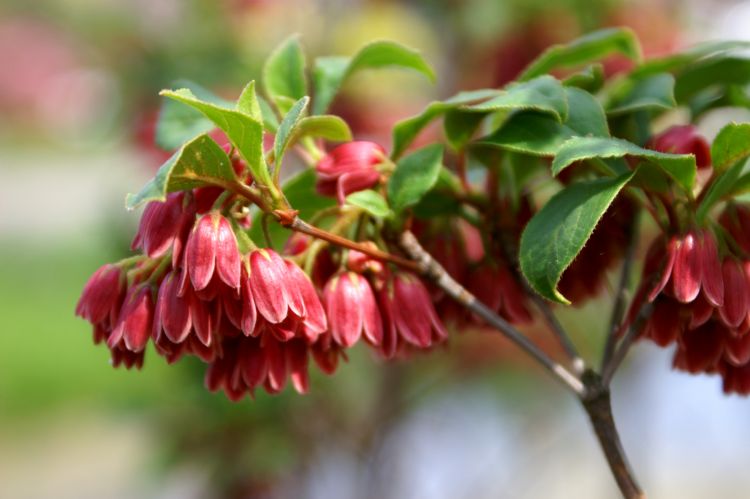 Enkianthus cernuus f. rubens