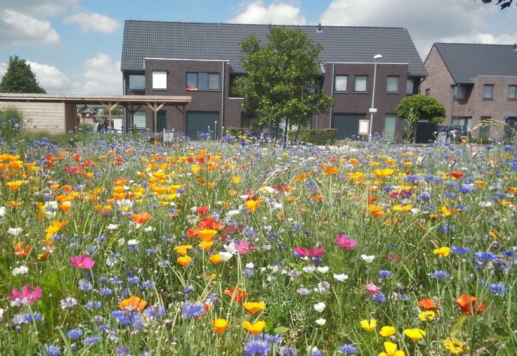 De toepassing van een kortjarig kleurrijk mengsel binnen de bebouwde kom. Foto: Gemeente Willebroek.