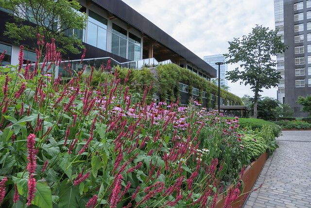 Daktuin ABN-AMRO. Foto: Maayke de Ridder/iVerde