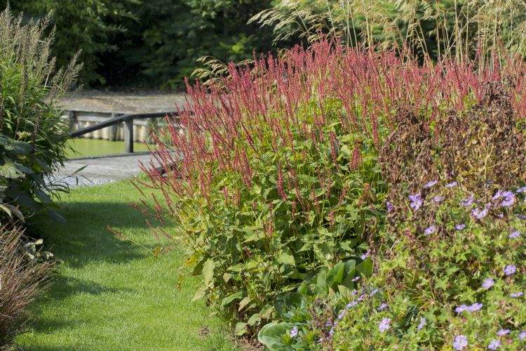Persicaria amplexicaulis 'Orangofield'