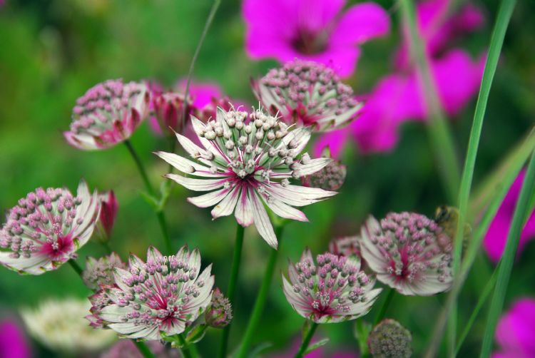 Astrantia major Astrantia major